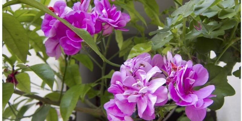 Nuestra Se&ntilde;ora de las Nieves de Mirasierra acoge este s&aacute;bado el concierto de primavera de la Coral Nuestra Se&ntilde;ora de las Nieves